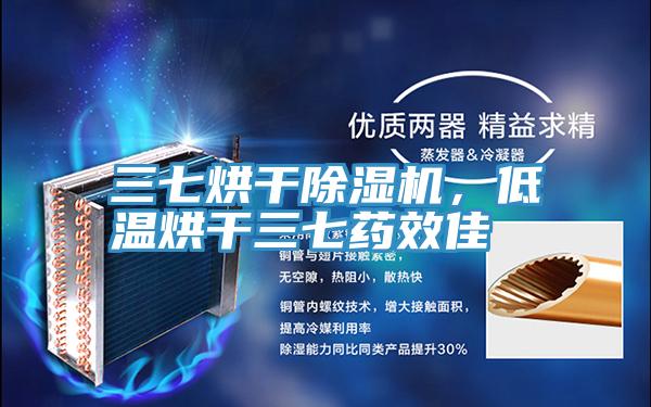 三七烘幹草莓视频污污污污，低溫烘幹三七藥效佳