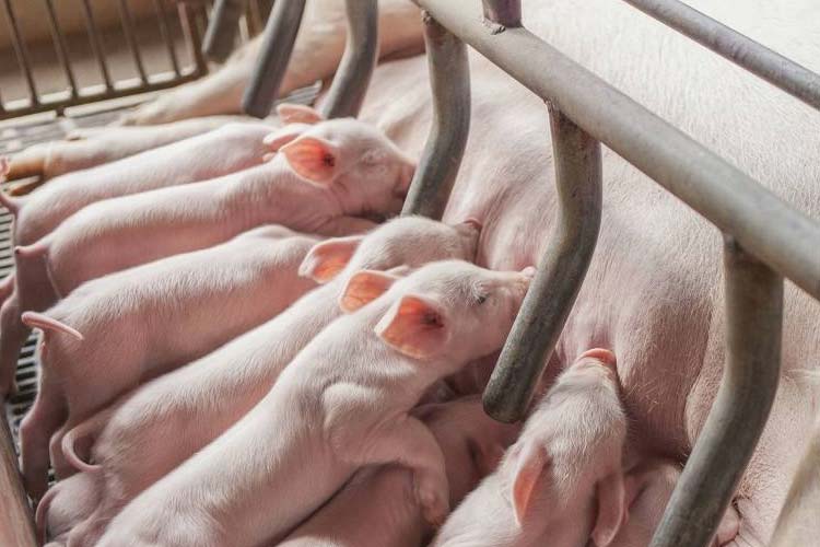 健康和經濟：肉豬養殖環境除濕