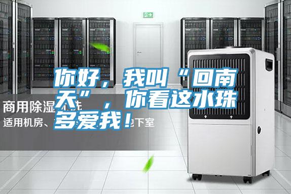 你好，我叫“回南天”，你看這水珠多愛我！
