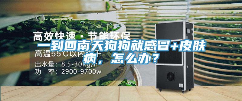 一到回南天狗狗就感冒+皮膚病，怎麽辦？