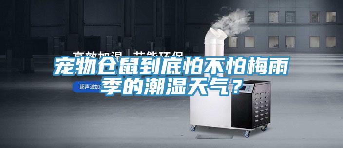 寵物倉鼠到底怕不怕梅雨季的潮濕天氣？