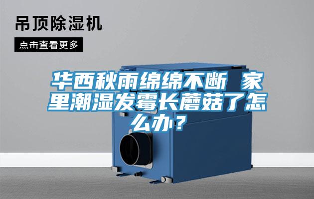 華西秋雨綿綿不斷 家裏潮濕發黴長蘑菇了怎麽辦？
