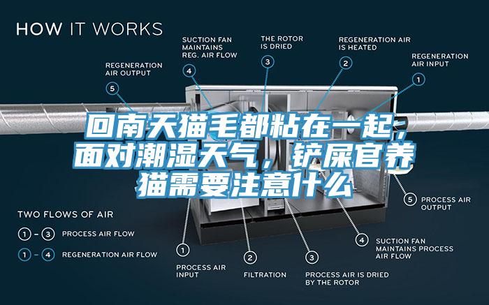 回南天貓毛都粘在一起，麵對潮濕天氣，鏟屎官養貓需要注意什麽