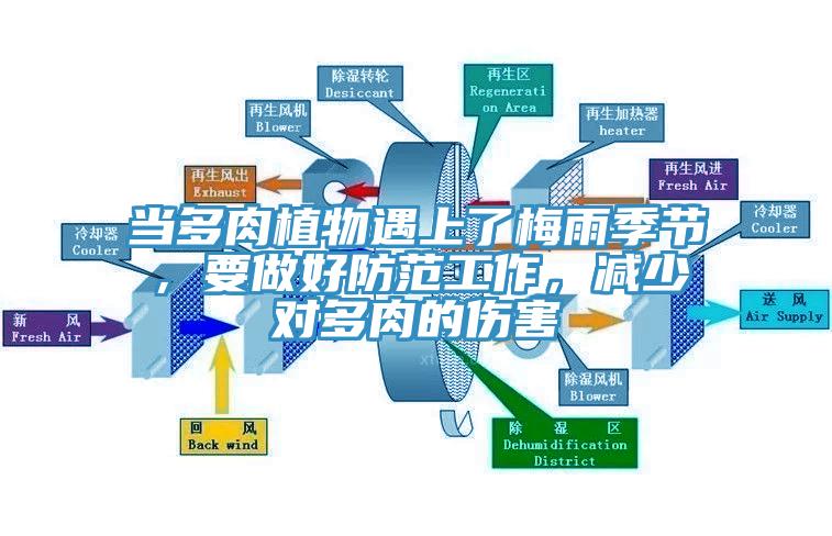 當多肉植物遇上了梅雨季節，要做好防範工作，減少對多肉的傷害