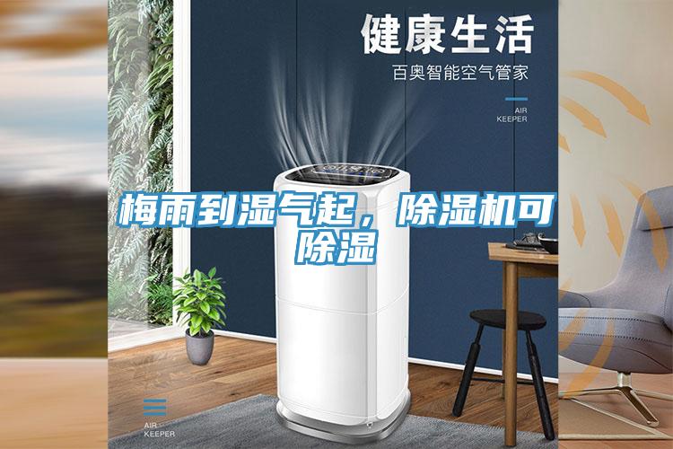 梅雨到濕氣起，草莓视频污污污污可除濕