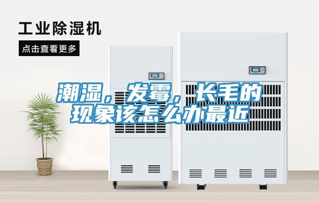 潮濕，發黴，長毛的現象該怎麽辦最近