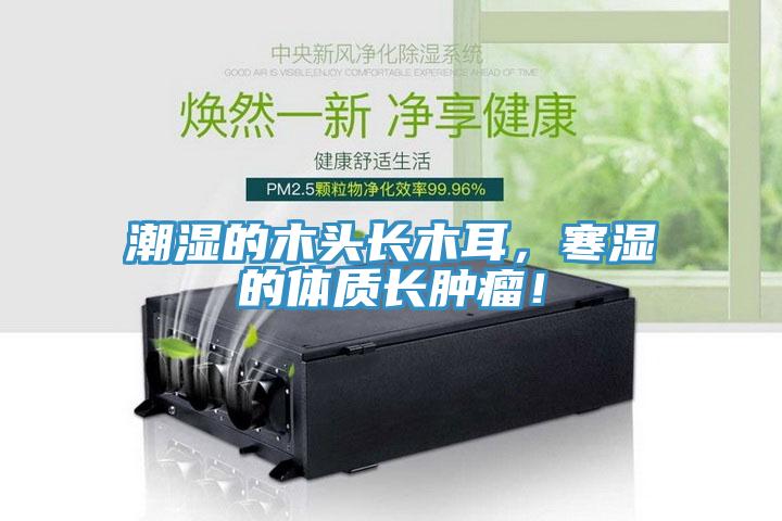 潮濕的木頭長木耳，寒濕的體質長腫瘤！