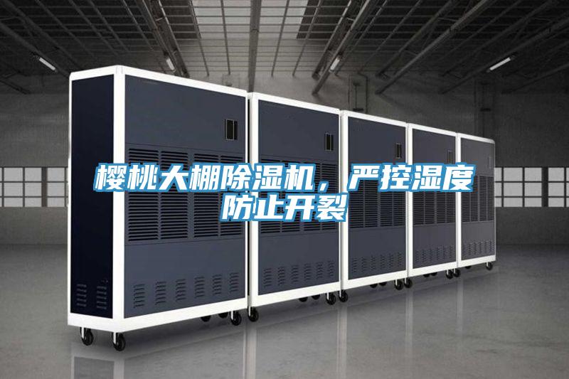 櫻桃大棚草莓视频污污污污，嚴控濕度防止開裂