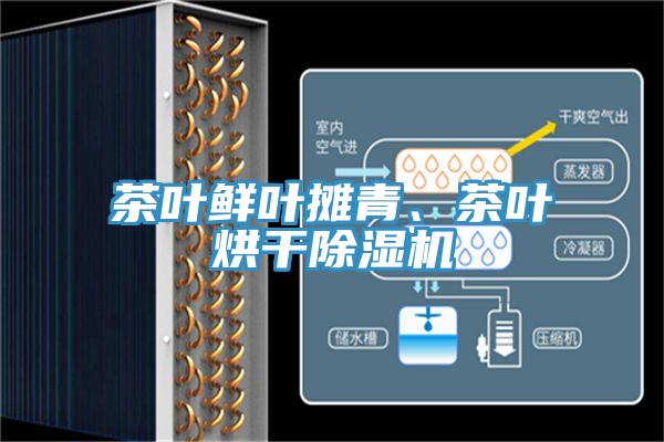 茶葉鮮葉攤青、茶葉烘幹草莓视频污污污污