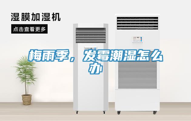 梅雨季，發黴潮濕怎麽辦