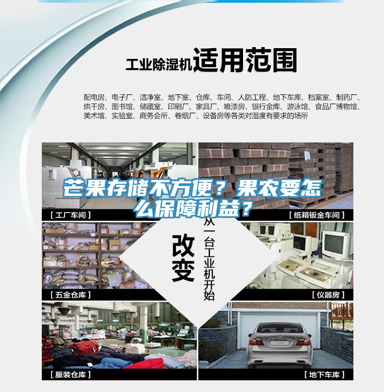 芒果存儲不方便？果農要怎麽保障利益？