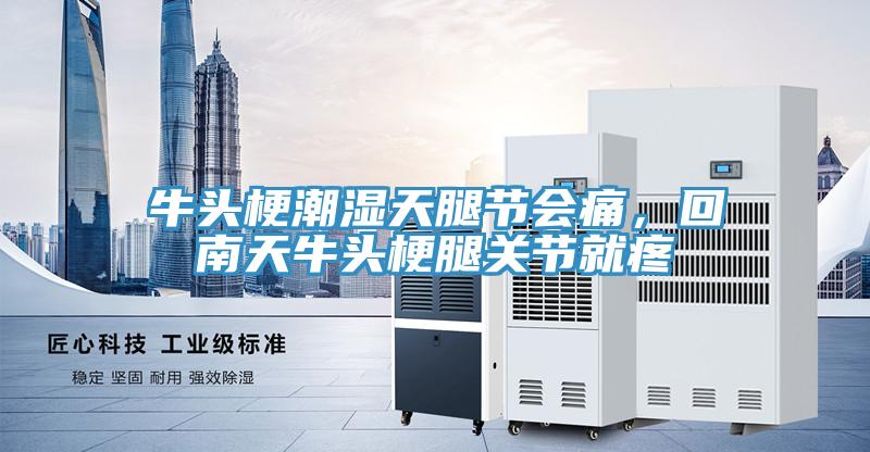 牛頭梗潮濕天腿節會痛，回南天牛頭梗腿關節就疼