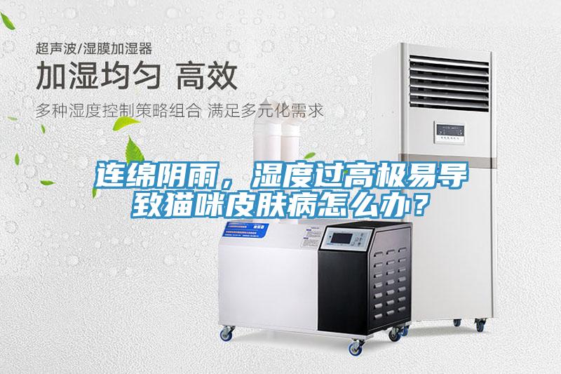 連綿陰雨，濕度過高極易導致貓咪皮膚病怎麽辦？