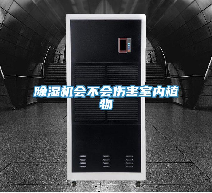 草莓视频污污污污會不會傷害室內植物
