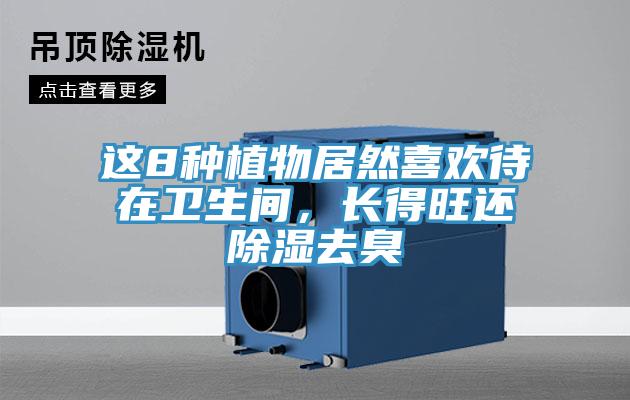 這8種植物居然喜歡待在衛生間，長得旺還除濕去臭