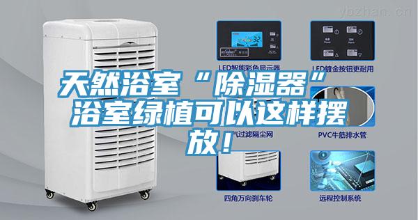 天然浴室“除濕器” 浴室綠植可以這樣擺放！
