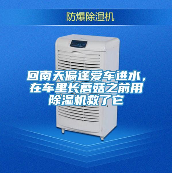 回南天偏逢愛車進水，在車裏長蘑菇之前用草莓视频污污污污救了它