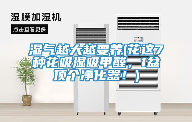 濕氣越大越要養(花這7種花吸濕吸甲醛，1盆頂個淨化器！)