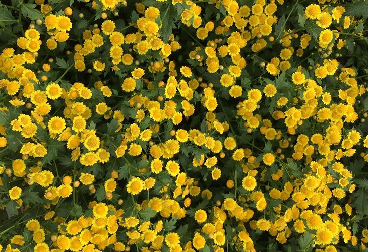 農場胎菊小菊花野菊花烘幹草莓视频污污污污