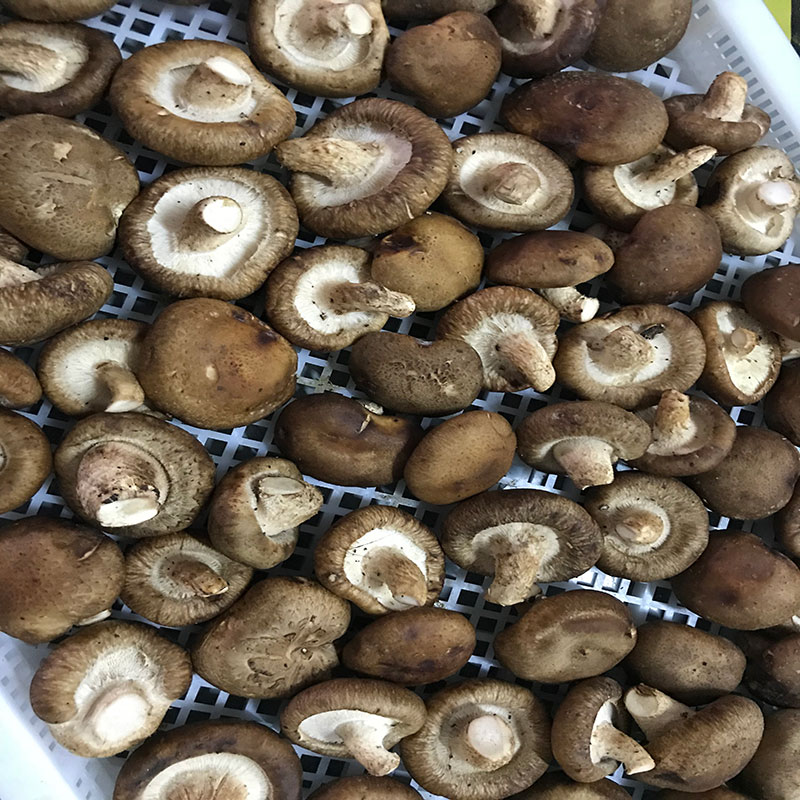 湖北省京山縣的菇農代表選用草莓视频黄污下载草莓视频黄污下载食用菌烘幹機模塊即香菇烘幹機